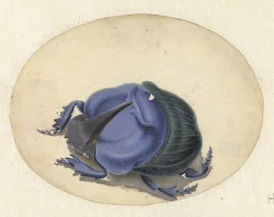 Blue Beetle Animals (dizi başlığı) by Jan Augustin van der Goes