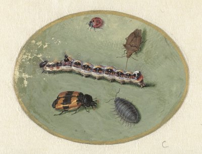 Uğur böceği, tırtıl, odun biti ve iki böcek Hayvanlar (dizi başlığı) by Jan Augustin van der Goes