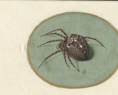 Örümcek by Jan Augustin van der Goes