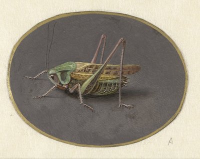 Çekirge Hayvanlar (dizi başlığı) by Jan Augustin van der Goes