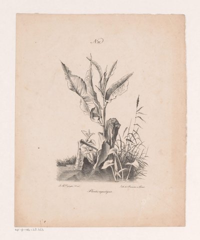 Su bitkileri Su bitkileri (nesne üzerindeki başlık) Doğadan Çizilen ve Taş Üzerine Yürütülen Manzara Prensipleri (dizi adı) by Jan Baptiste de Jonghe