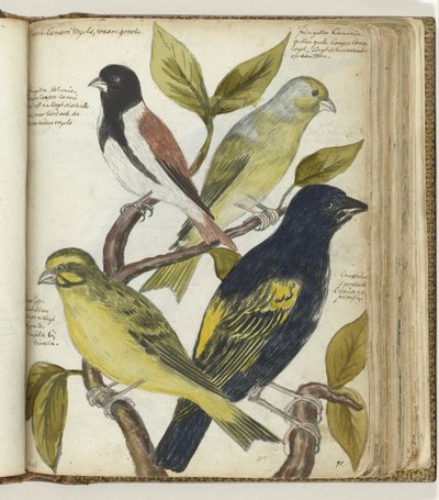 pelerin kuşları by Jan Brandes