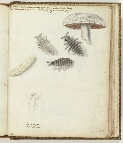 Champignonswormen by Jan Brandes