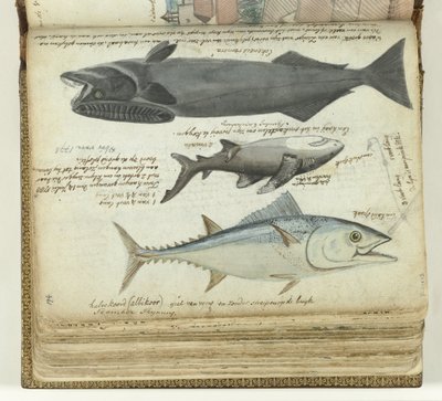 Ton balığı, köpekbalığı ve remora by Jan Brandes