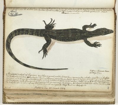 Minjawa veya iguana by Jan Brandes