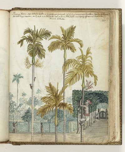 Sitede Pinang ağaçları by Jan Brandes