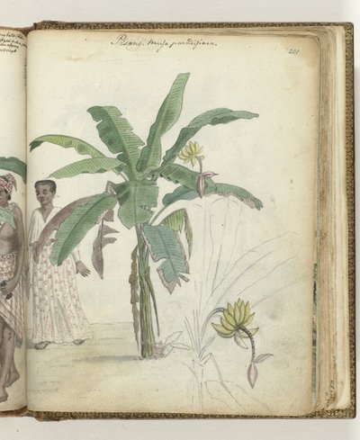 Pisangboom by Jan Brandes