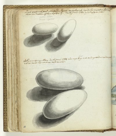 Kaplumbağa ve yılan yumurtaları by Jan Brandes