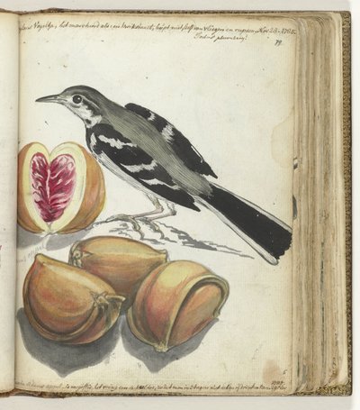 Meyveli Kuyruksallayan by Jan Brandes