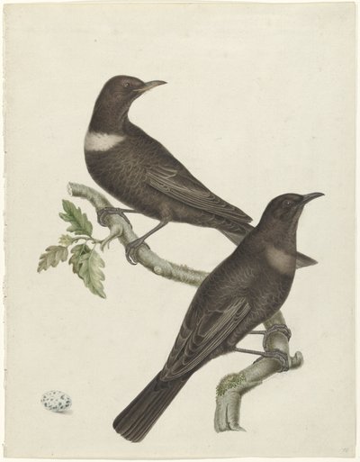 Bir yumurta ile iki halka ardıç kuşu (Purdus torquatus) by Jan Christiaan Sepp (possibly)