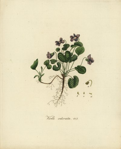 Tatlı menekşe veya İngiliz menekşesi, Viola odorata by Jan Christiaen Sepp