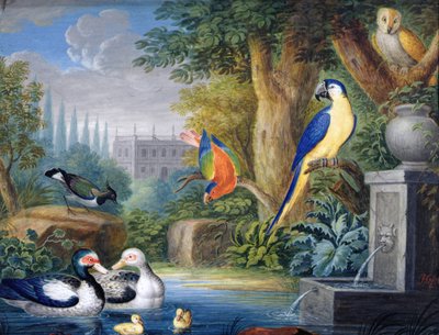 Süs bahçesindeki egzotik kuşlar, c.1650 (kağıt üzerine guaj boya) by Jan Gerritsz. van Bronckhorst