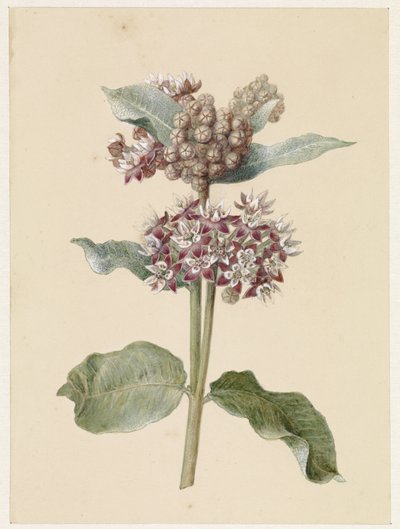 Çiçekli Asklepias türleri by Jan Jacob Goteling Vinnis