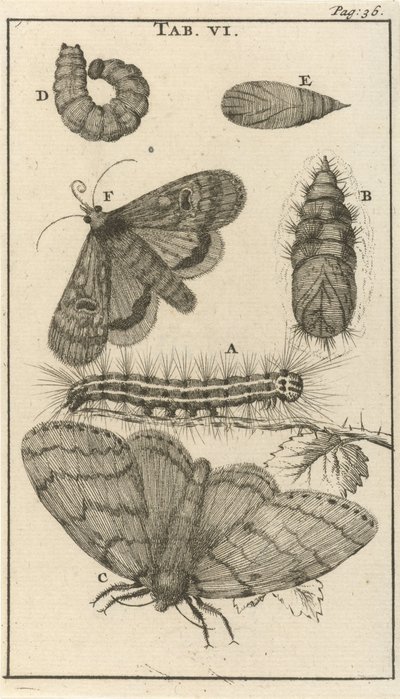 Tırtıllar, Pupa ve Kelebekler VI by Jan Luyken