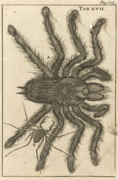 Örümcekler XVIII by Jan Luyken