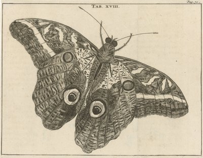 Surinam dev kelebek XVIII by Jan Luyken