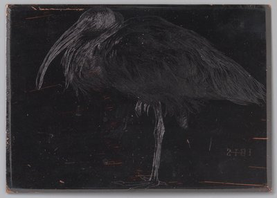 Ibis (nesne üzerindeki orijinal başlık) by Jan Veth