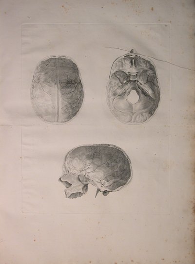Albinus II, Pl. III, Kranial kemik, Bernhard Siegfried Albinus (1697-1770) tarafından yazılan 