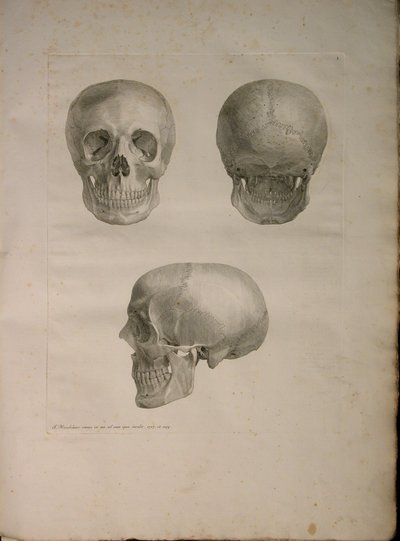 Albinus II, Pl. I, Bernhard Siegfried Albinus (1697-1770), 1729, J.undH. Verbeek, bibliop. 1753, Leiden by Jan Wandelaar