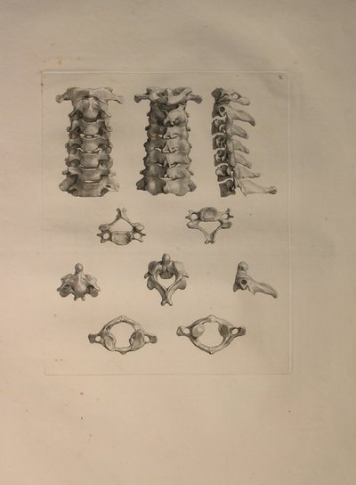 Albinus II, Pl. X: Servikal vertebra, Bernhard Siegfried Albinus (1697-1770), J.undH tarafından yayınlanan 'İnsan kemikleri tablolarından' bir örnek. Verbeek, bibliop. 1753, Leiden, 1729-1753 by Jan Wandelaar