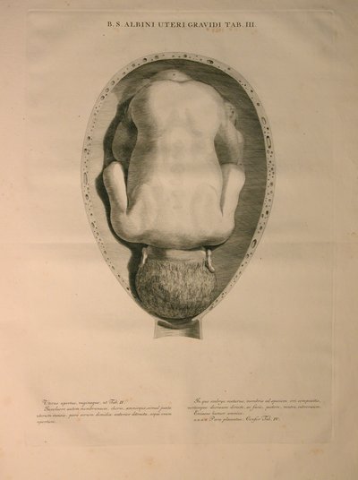 Albinus, Rahim, Pl. III, Bernhard Siegfried Albinus