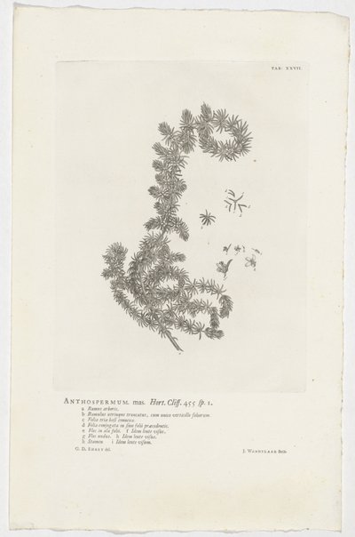 Anthospermum aethiopicum Anthospermum mas. Bahçe. Uçurum. 455 sp. 1 (nesne üzerindeki başlık) by Jan Wandelaar