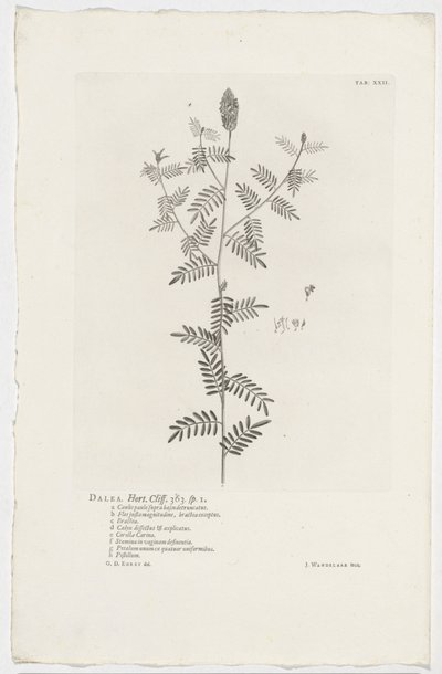 Dalea alopecuroides Dalea. Hort. Uçurum. 363. sp. 1 (nesne üzerindeki başlık) by Jan Wandelaar