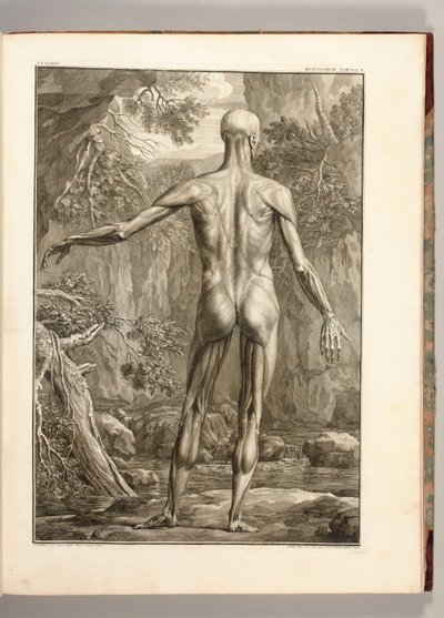 Sırt Kas Gruplarını betimleyen gravür, 1747 by Jan Wandelaar