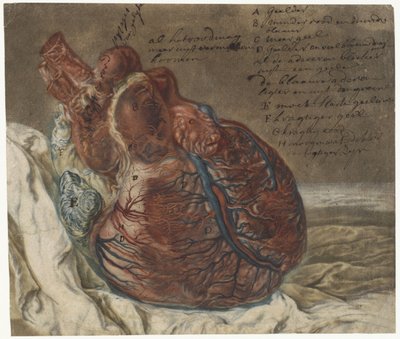 Beyin ve Kalp İzleri Bir insan kalbinin anatomik çalışması by Jan l