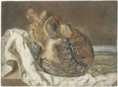 Beyin ve Kalp İzleri Bir insan kalbinin anatomik çalışması by Jan l
