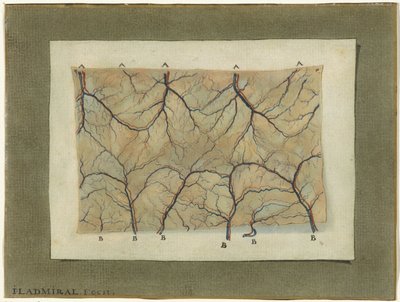 Vasküler sistemin anatomik çalışması by Jan l