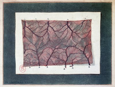 Bağırsak zarının siniri, Ladmiral by Jan or Joannes Ladmiral
