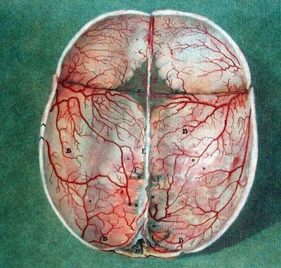 Beyin, Felix Vicq d'Azyr (1748-94) tarafından yazılan 'Traite d'Anatomie du Cerveau'dan by Jan or Joannes Ladmiral