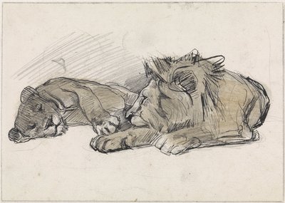Aslan ve dişi aslan yalan by Jan van Essen
