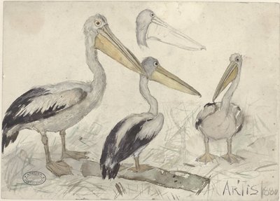 Sanat Hayvanat Bahçesinde Pelikanlar by Jan van Essen