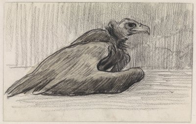 Oturan akbaba, sağa dönük by Jan van Essen