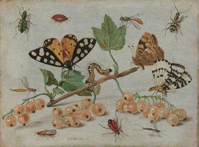 Böcekler ve Meyve Beyaz Frenk üzümü sapı ile böcekler by Jan van Kessel (I)