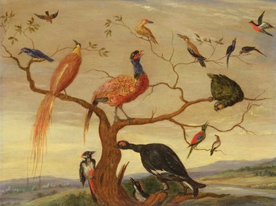 Kuş Konseri (bakır panel üzerine yağlı boya) by Jan van Kessel the Elder
