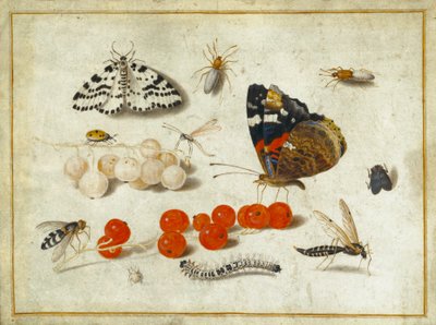 Kelebek, Tırtıl, Güve, Böcekler ve Kuş üzümü, c.1650-65 (parşömen üzerine guaj ve mürekkep) by Jan van Kessel the Elder
