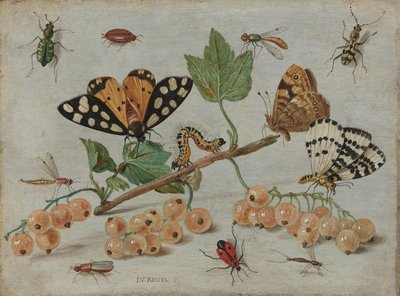 Böcekler ve Meyve, c.1660-5 (bakır üzerine yağ) by Jan van Kessel the Elder