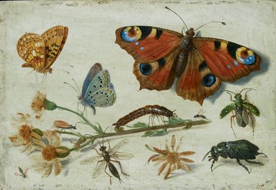 Üç Kelebek, Bir Böcek ve Diğer Böcekler, Ragwort