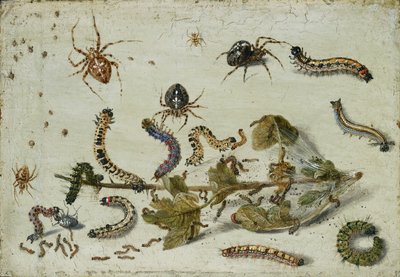 Bektaşi üzümü sapı ile çeşitli Örümcekler ve Tırtıllar, 1650