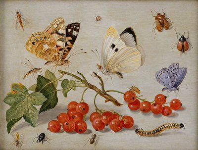 Frenk üzümü, kelebekler, böcekler, tırtıllar ve böceklerden oluşan bir natürmort (bakır üzerine yağ) by Jan van Kessel the Elder