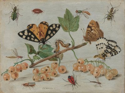 Böcekler ve meyveler. 1660-65 civarında by Jan van Kessel the Elder