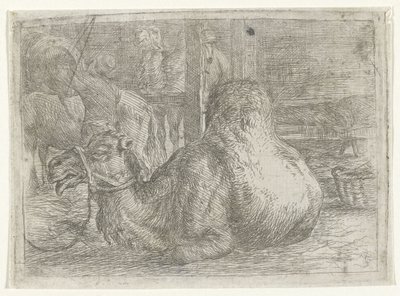 yalancı deve by Jan van Ossenbeeck