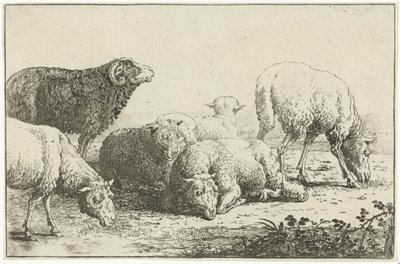 Koyun Hayvanları (dizi başlığı) Zoographiam (dizi başlığı) by Jan van den Hecke