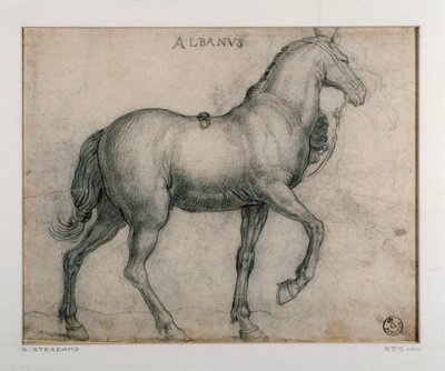 Bir at için çalışma Çizimi Giovanni Stradano (Jan van der Straet) (1523-1605) Floransa, Baskılar ve Çizimler Bölümü, Uffizi (Ofisler) by Jan van der Straet