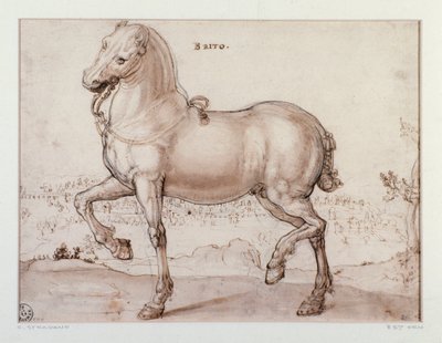 Bir at için çalışma Çizimi Giovanni Stradano (Jan van der Straet) (1523-1605) Floransa, Baskılar ve Çizimler Bölümü, Uffizi (Ofisler) by Jan van der Straet