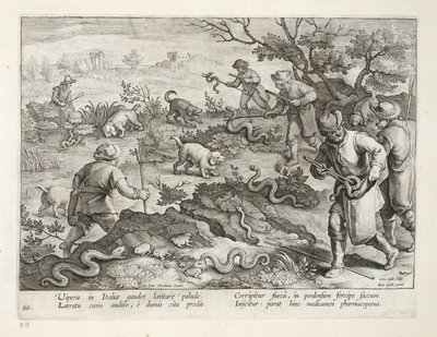 İtalyan Engerek Kurbağa Yiyen, plaka 60, 'Venationes, Ferarum, Avium, Piscium'dan (Avlanma: Yabani Canavarlar, Kuşlar, Balık) çizim, Jan Collaert (1566-1628), pub. Phillipus Gallaeus tarafından, by Jan van der Straet