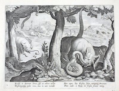 Fil avında kullanılan yılan, 'Venationes, Ferarum, Avium, Piscium'dan (Avlanma: Yabani Canavarlar, Kuşlar, Balık) illüstrasyon, Jan Collaert (1566-1628), pub. tarafından Phillipus Gallaeus, Amster by Jan van der Straet